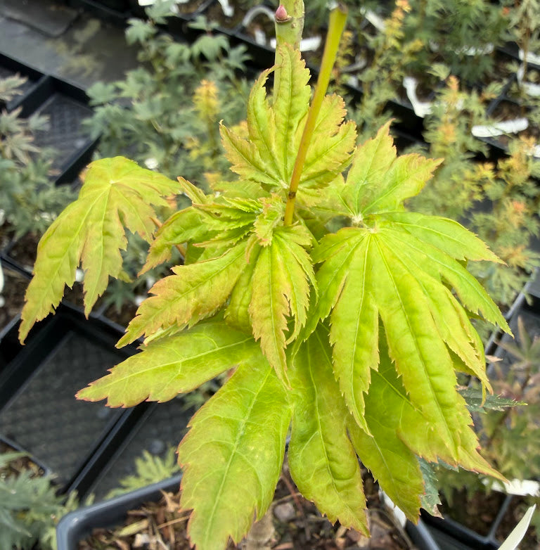 Acer shirasawanum 'Microphyllum'