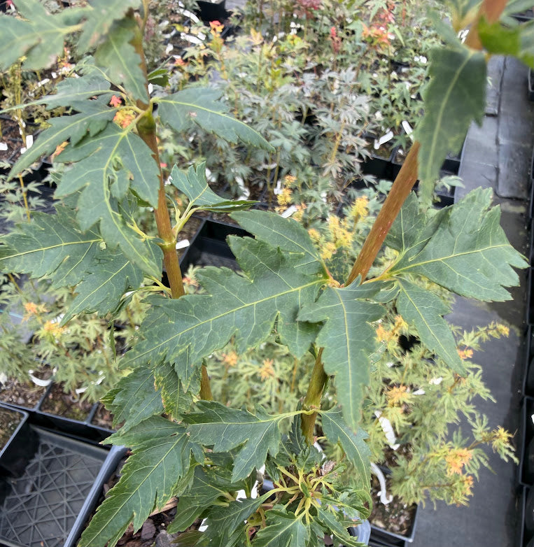 Acer palmatum 'Hagoromo'