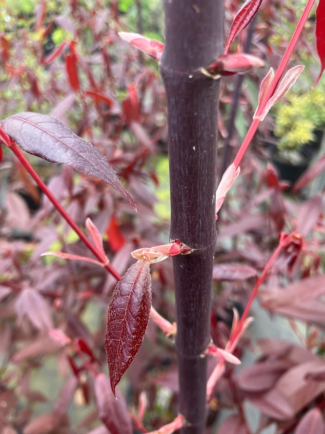 Acer laevigatum 'Hong Long' Evergreen Chinese Maple EXTREMELY RARE