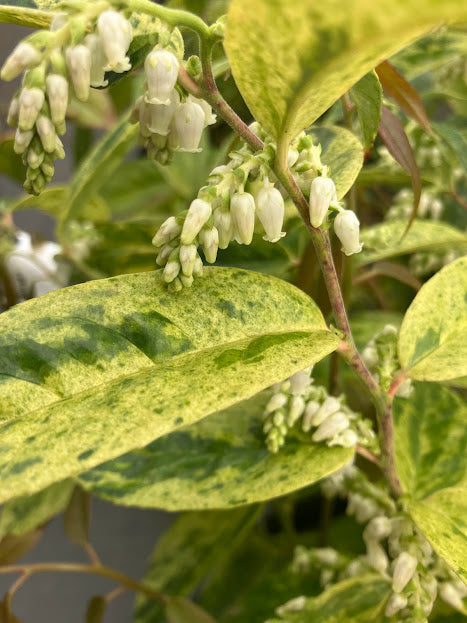 Leucothoe axillaris 'Dodd's Variegated'