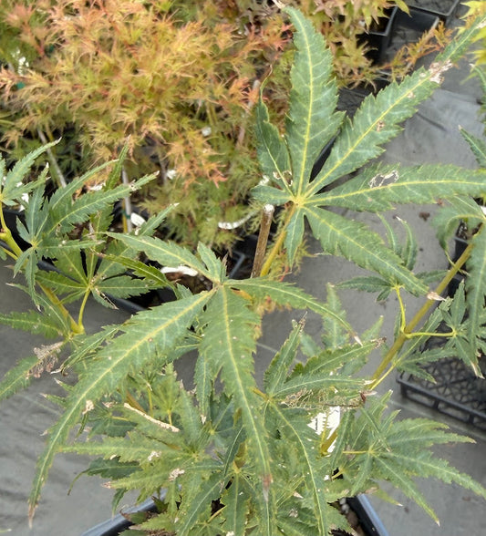 Acer palmatum 'Frilly Willy'