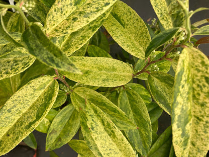 Leucothoe axillaris 'Dodd's Variegated'
