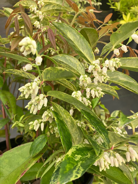 Leucothoe axillaris 'Dodd's Variegated'