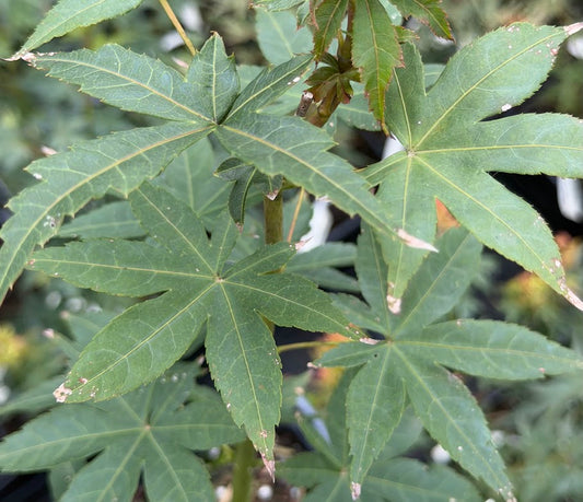 Acer palmatum 'Ghost Dancer'