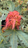 Acer palmatum 'Orange Marmalade'