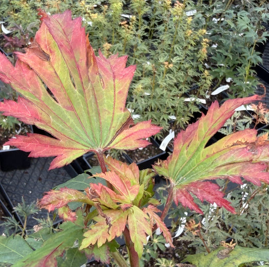Acer japonicum 'Frigging Essential'