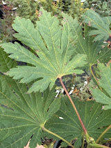 Acer japonicum 'Frigging Essential'