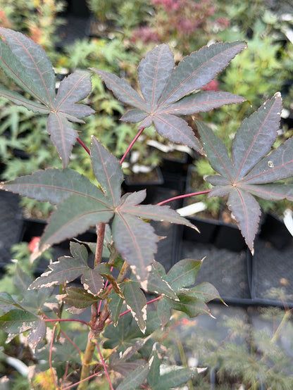 Acer palmatum 'Hino Tsukasa'