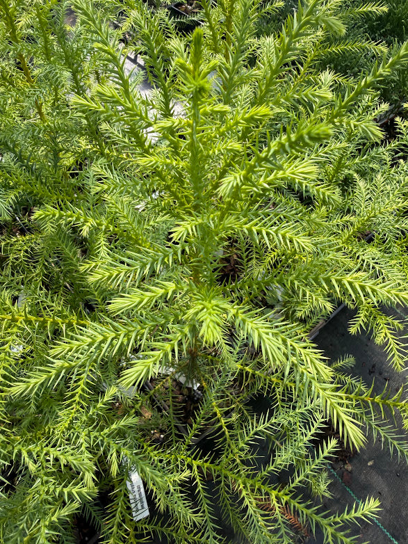 Taiwania cryptomerioides