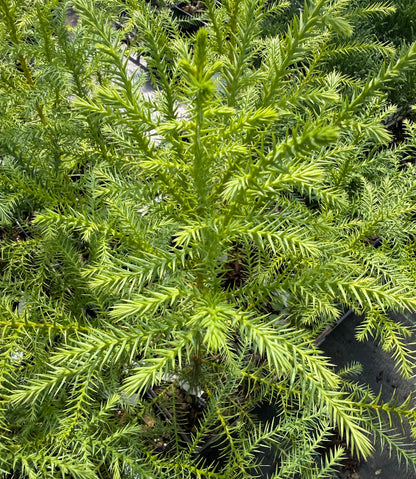 Taiwania cryptomerioides