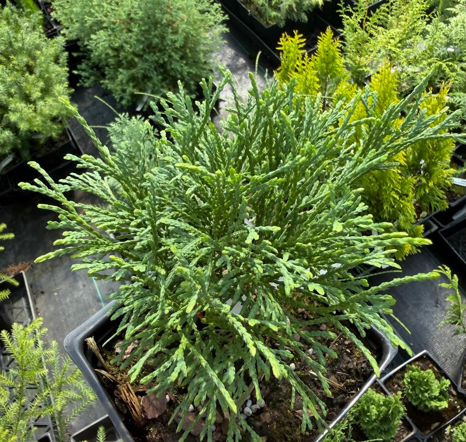 Thuja occidentalis 'Little Filly'