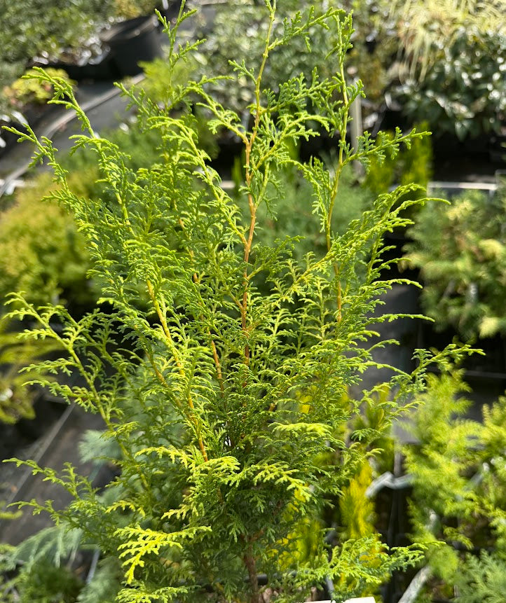 Chamaecyparis obtusa 'Sunlight Lace'