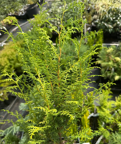 Chamaecyparis obtusa 'Sunlight Lace'