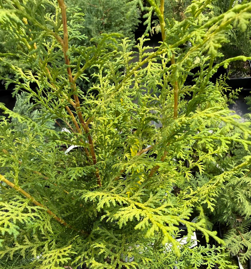 Chamaecyparis obtusa 'Sunlight Lace'