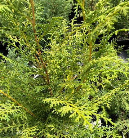 Chamaecyparis obtusa 'Sunlight Lace'