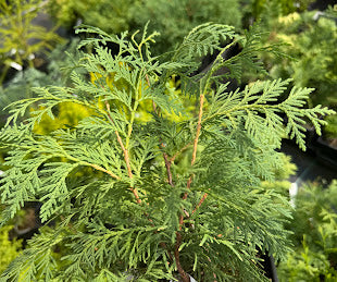 Thuja occidentalis 'Enlightened'