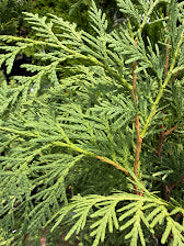 Thuja occidentalis 'Enlightened'