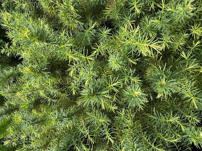 Cryptomeria japonica 'Mushroom'