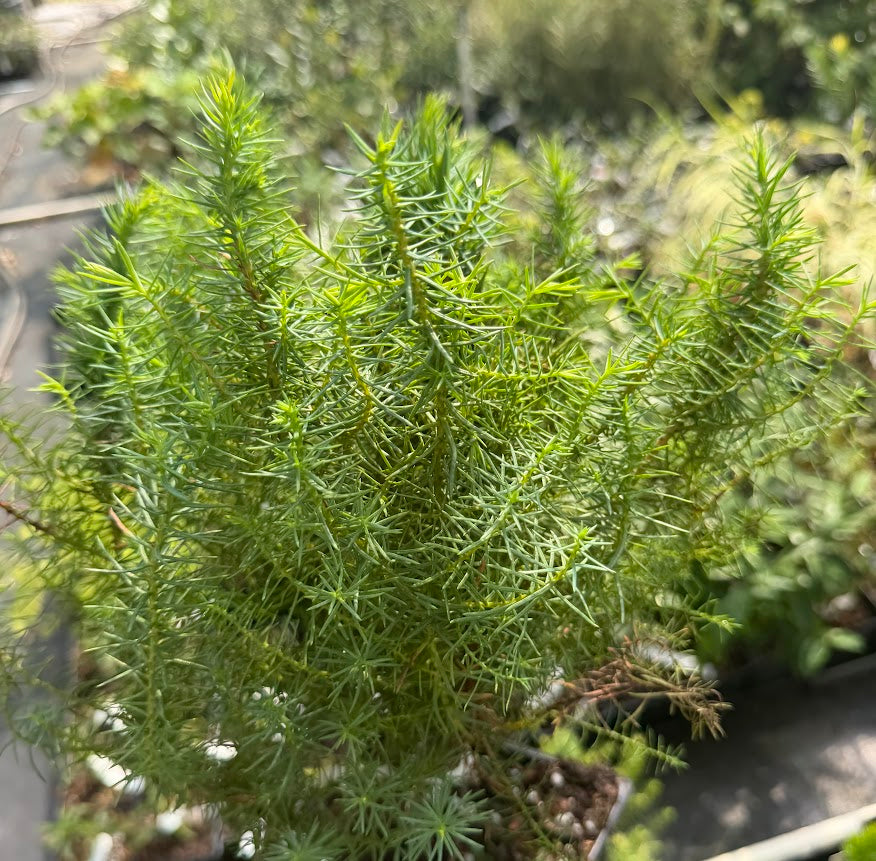 Cryptomeria japonica 'Mushroom'