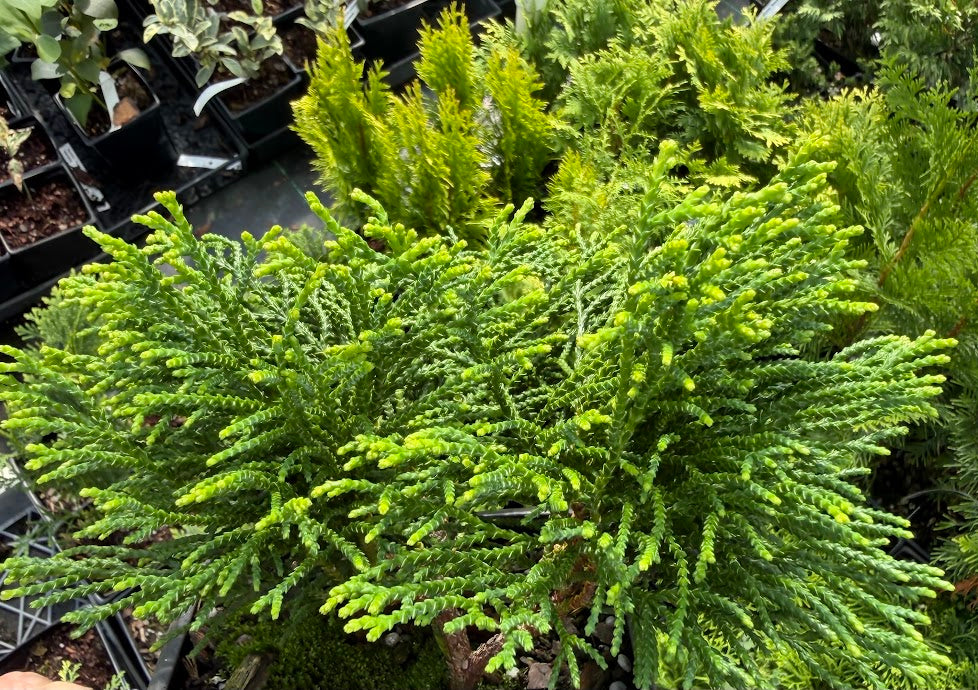 Chamaecyparis obtusa 'Gitte'