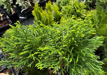Chamaecyparis obtusa 'Gitte'