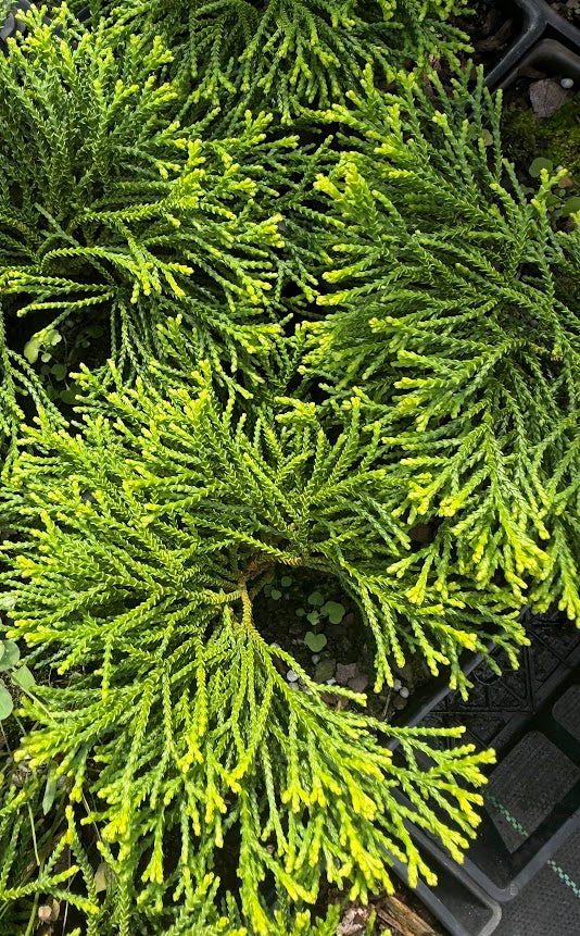 Chamaecyparis obtusa 'Gitte'