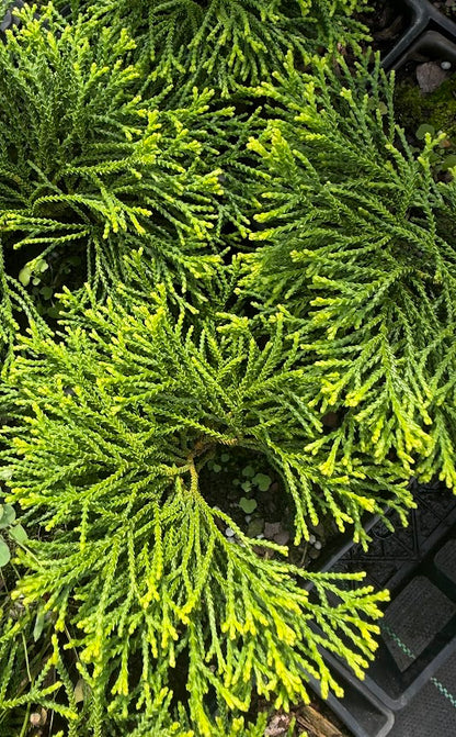 Chamaecyparis obtusa 'Gitte'