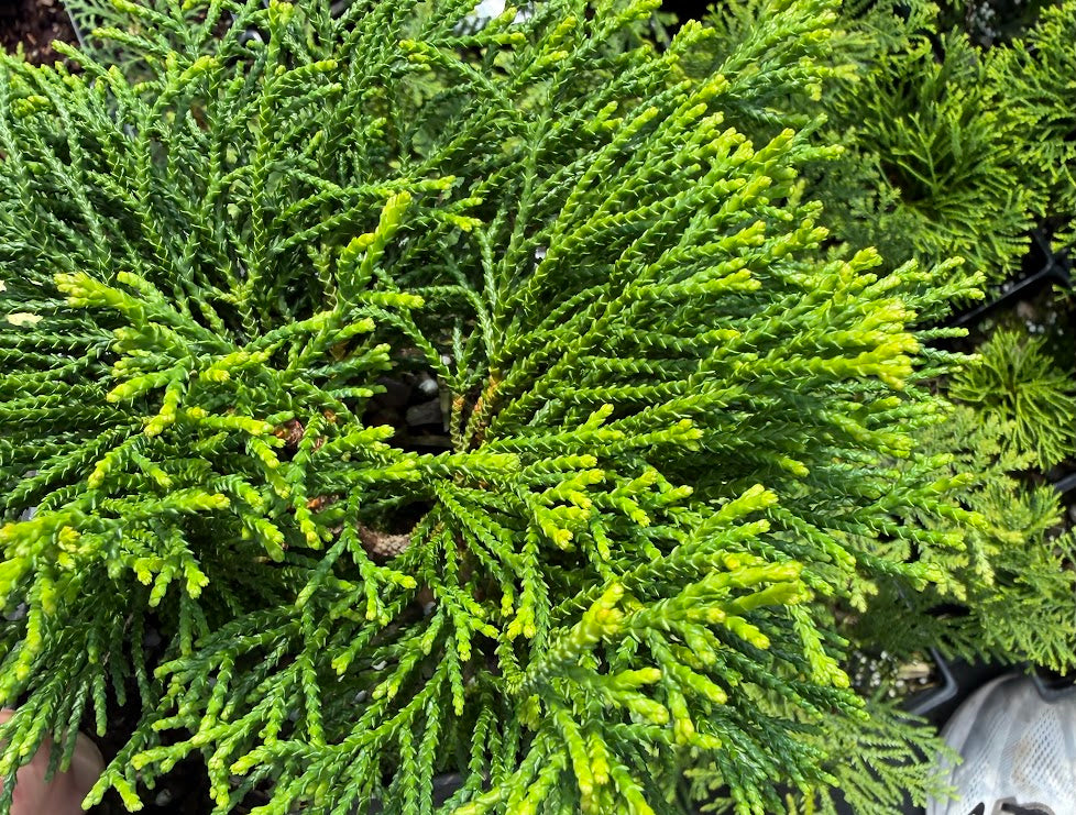 Chamaecyparis obtusa 'Gitte'