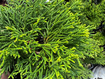 Chamaecyparis obtusa 'Gitte'