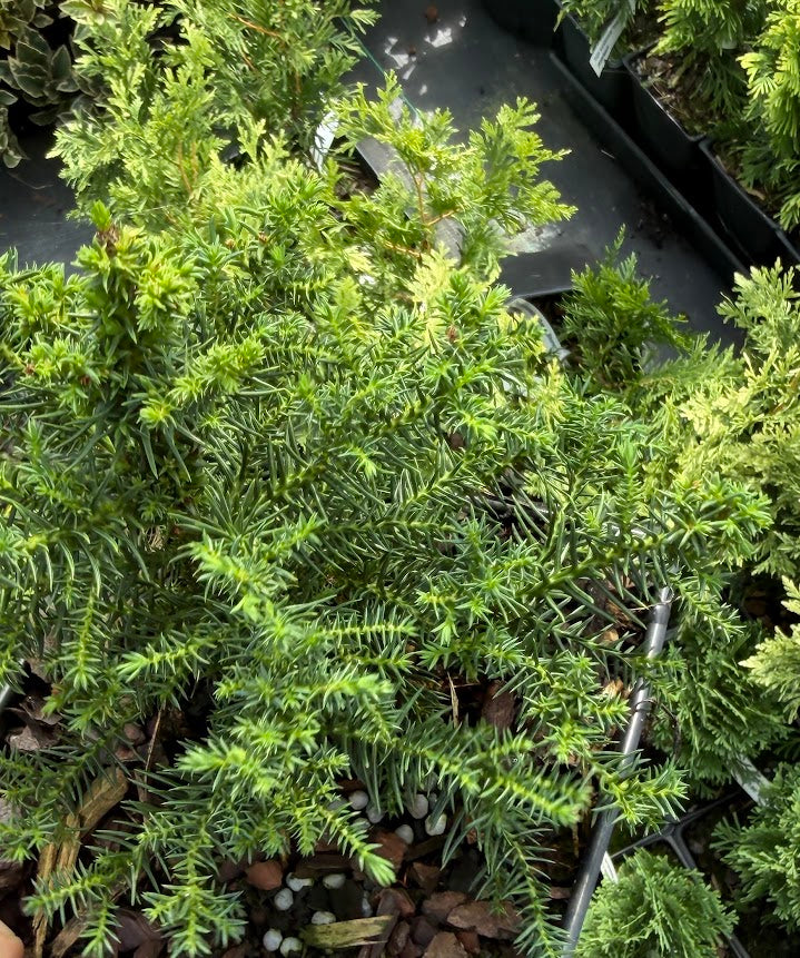 Cryptomeria 'Koshyi'
