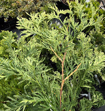 Thuja occidentalis 'Snowstorm'
