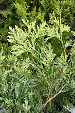 Thuja occidentalis 'Snowstorm'