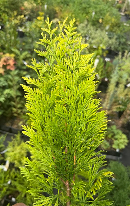 Thuja plicata '4Ever'