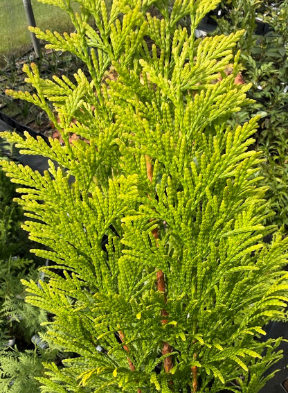 Thuja plicata '4Ever'