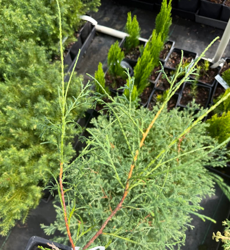 Thuja occidentalis 'Filiformis'