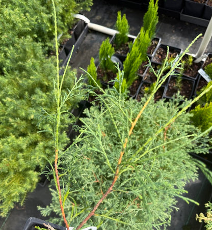 Thuja occidentalis 'Filiformis'