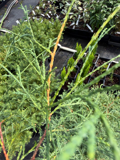 Thuja occidentalis 'Filiformis'