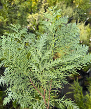 Thuja koraiensis 'Glauca Pendula'