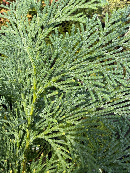Thuja koraiensis 'Glauca Pendula'