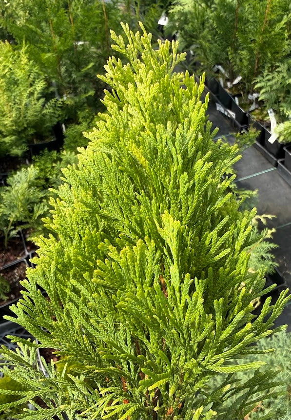 Thuja occidentalis 'Dirigo'