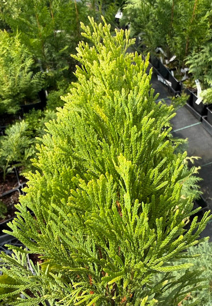 Thuja occidentalis 'Dirigo'