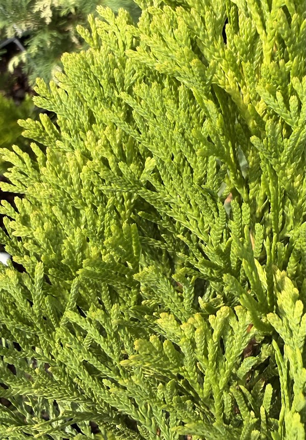 Thuja occidentalis 'Dirigo'