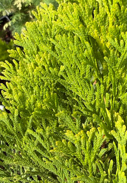 Thuja occidentalis 'Dirigo'
