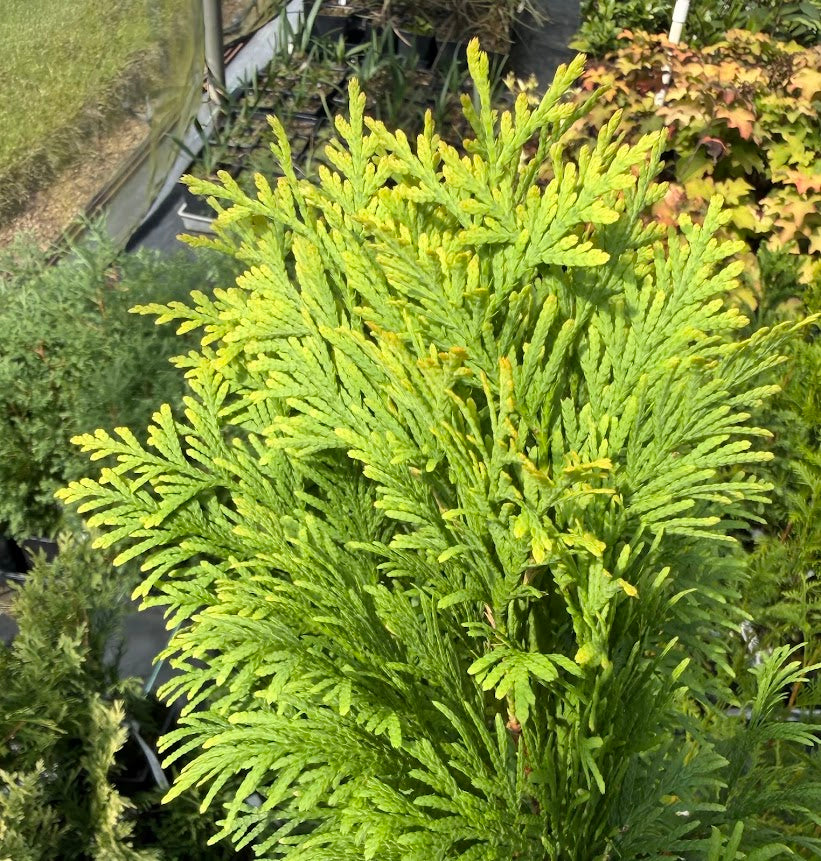 Thuja occidentalis 'Gold Drop'
