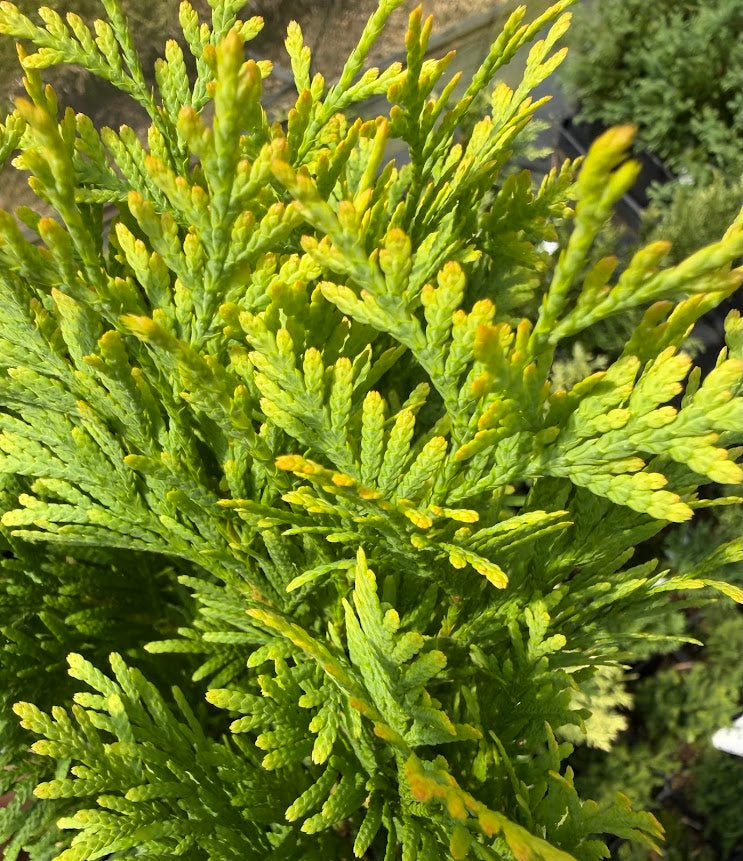 Thuja occidentalis 'Gold Drop'
