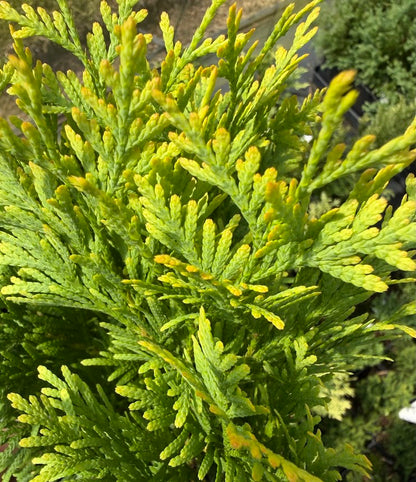 Thuja occidentalis 'Gold Drop'