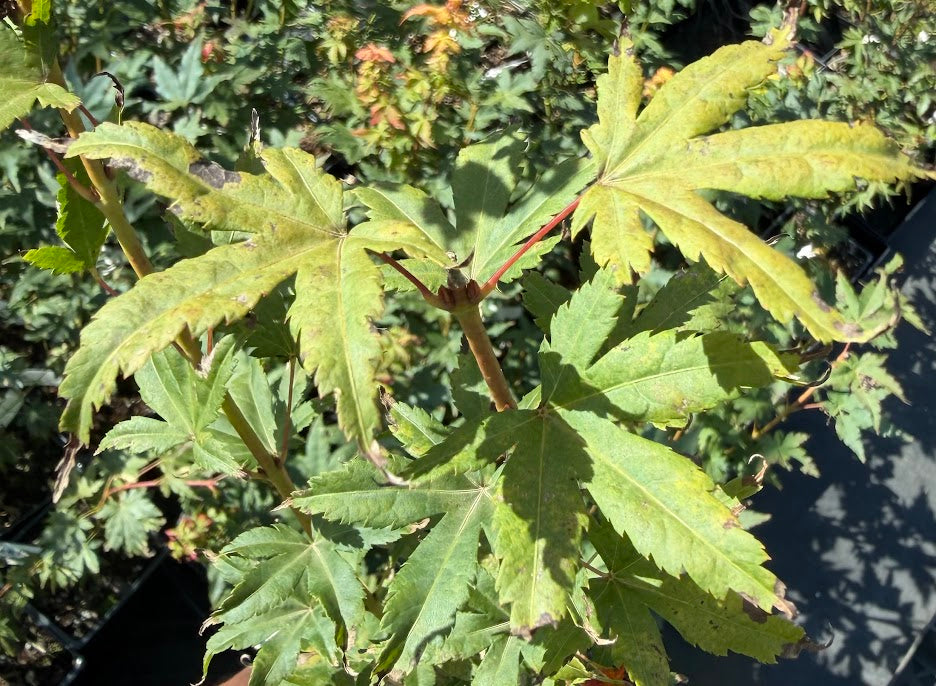 Acer palmatum 'Helena'