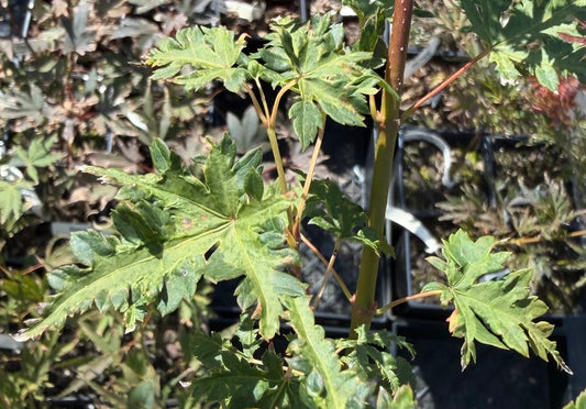 Acer palmatum 'Wabito'