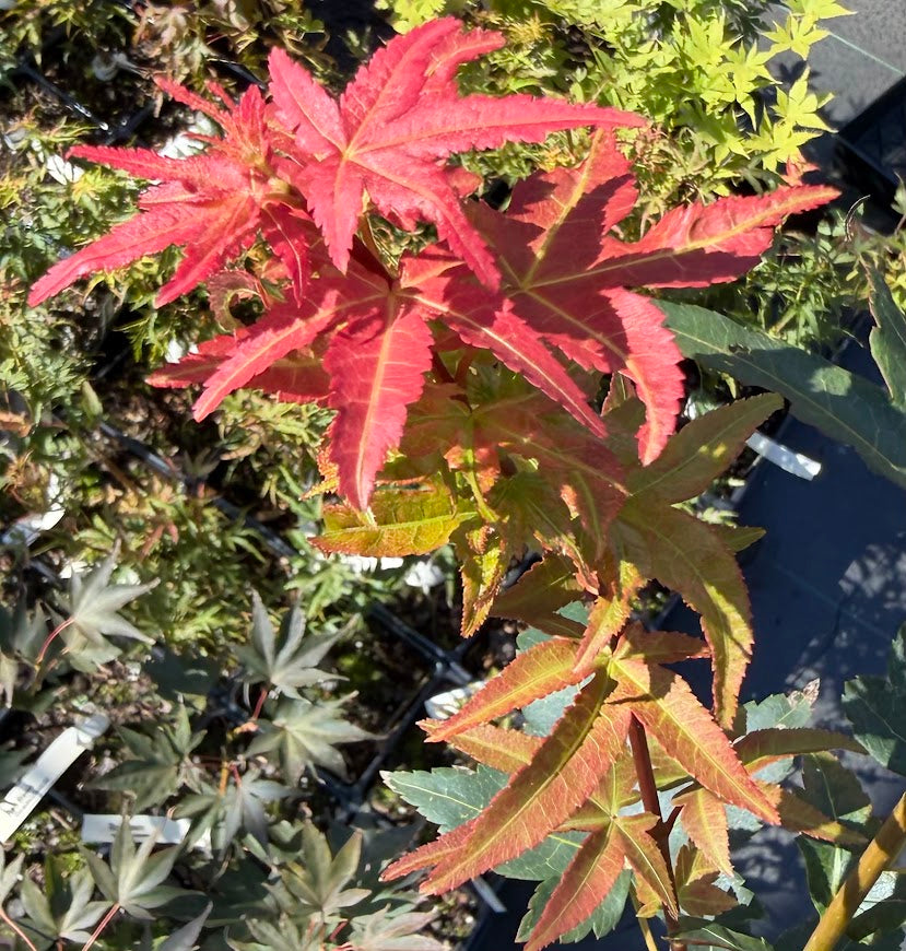 Acer oliverianum 'Nakahara Beni'