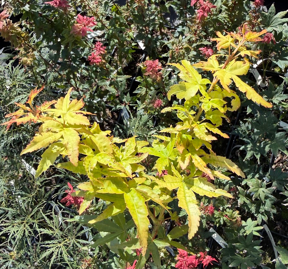 Acer palmatum 'Golden Falls' RARE